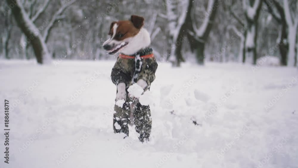 Jack Russell terrier dog playing in snow