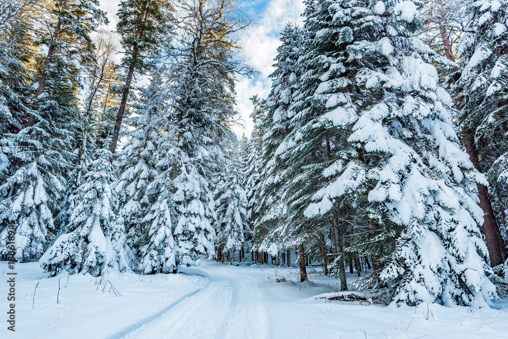 Road through winter mountain forest