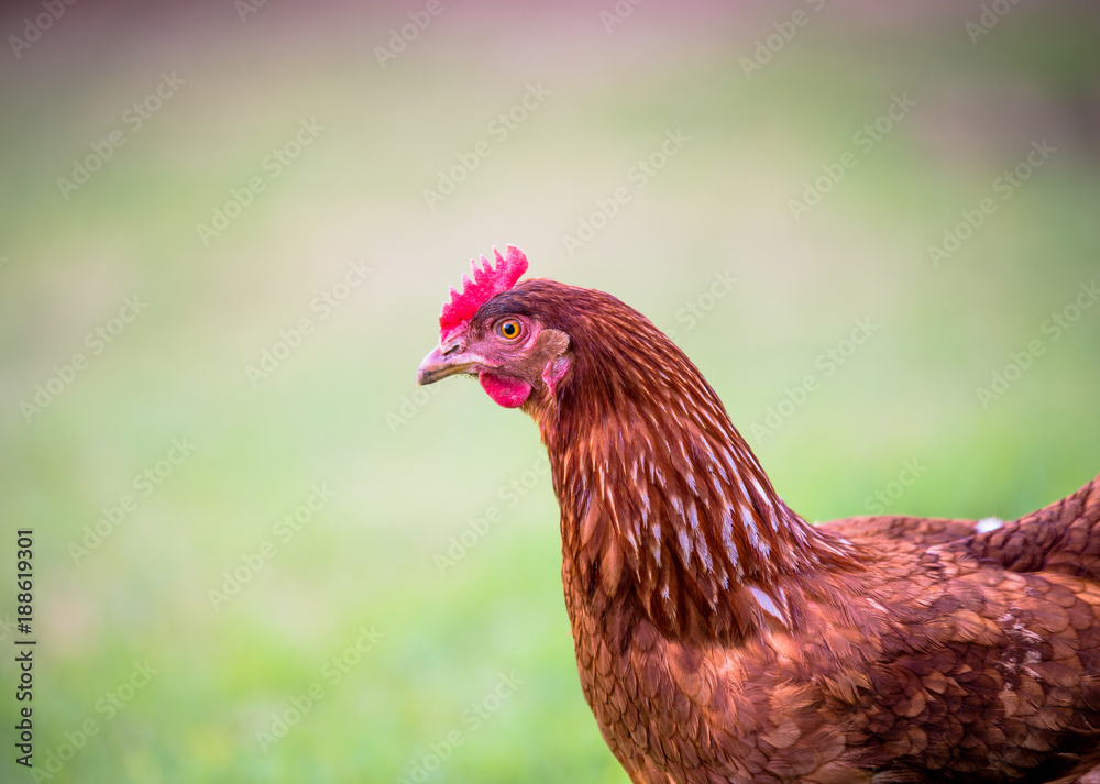 colorful chicken with a blurred background