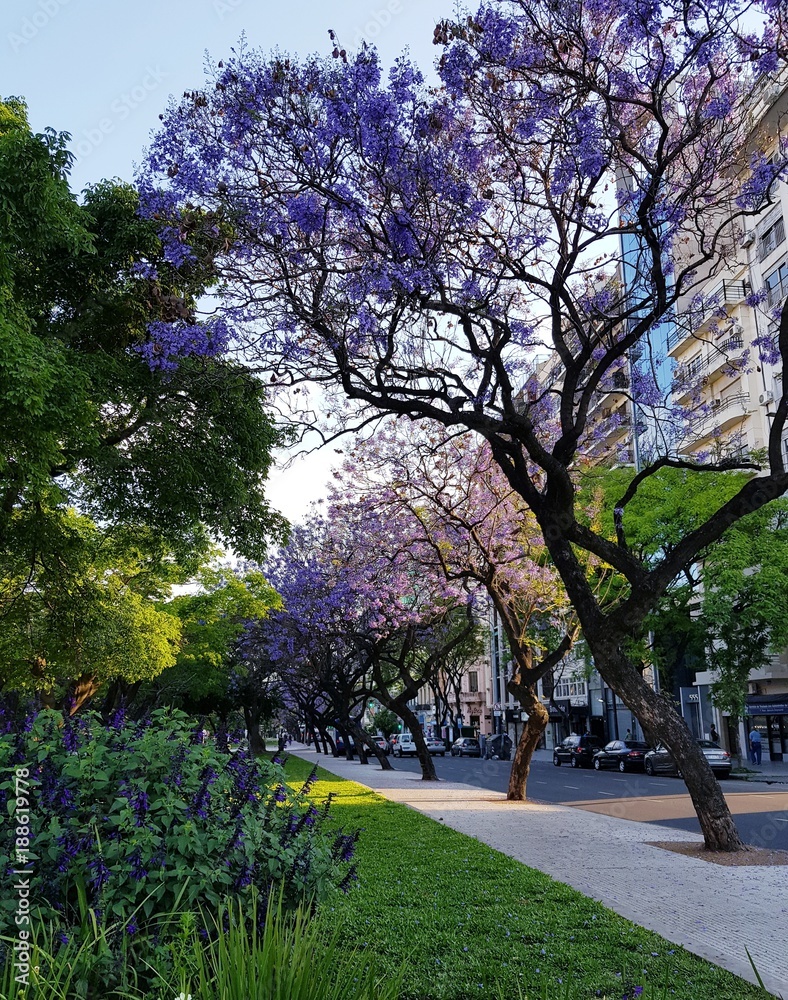 Obraz premium Blossoms