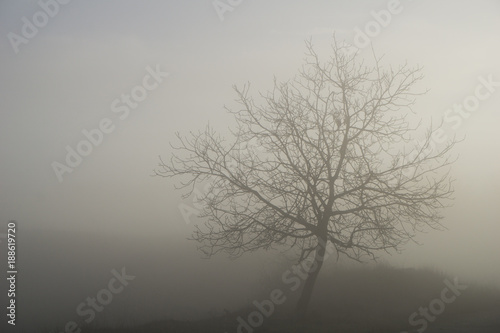 A leafless tree engulfed in thick fog