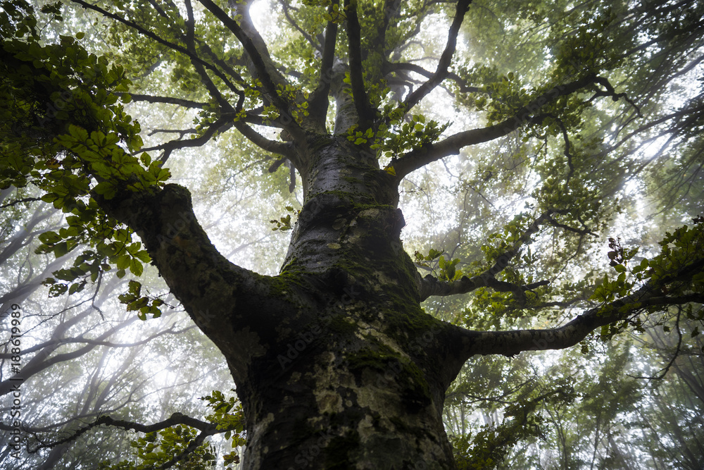 Obraz premium albero della saggezza