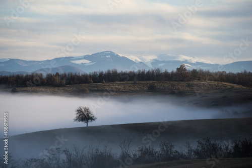Solitary, fog engulfed tree on a small hill with the carpathians in the background