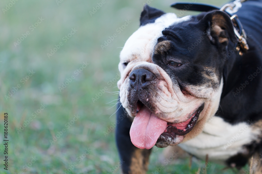Closeup cute dog on grass field
