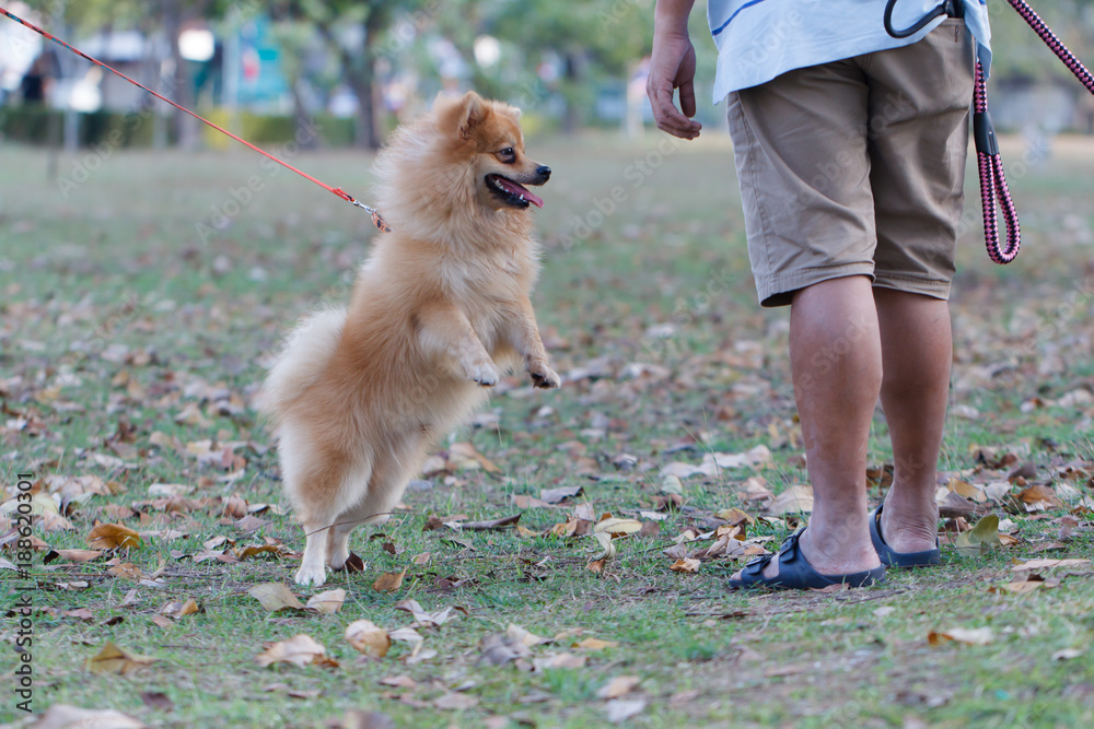 Cute dog playing on grass field with owner Cute dog playing on grass field with owner