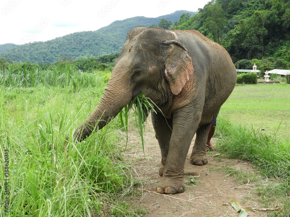 Elephant from Animal Sanctuary in Chiang Mai Thailand