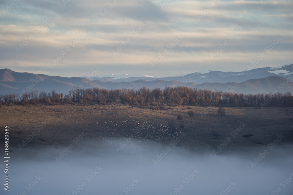 A flock of sheep grazing the side of a hill with thick fog in the valley below A flock of sheep grazing the side of a hill with thick fog in the valley below