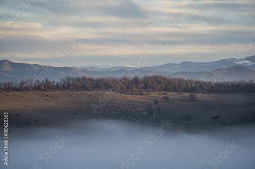 A flock of sheep grazing the side of a hill with thick fog in the valley below