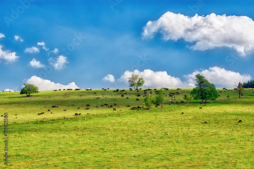 Herd of cows on a green meadow with fresh grass.