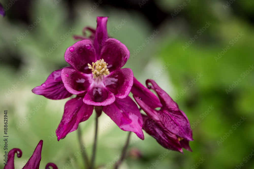 Brilliant purple flower wet with rain