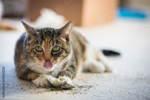 Cat playfully licking catnip off her lips photo