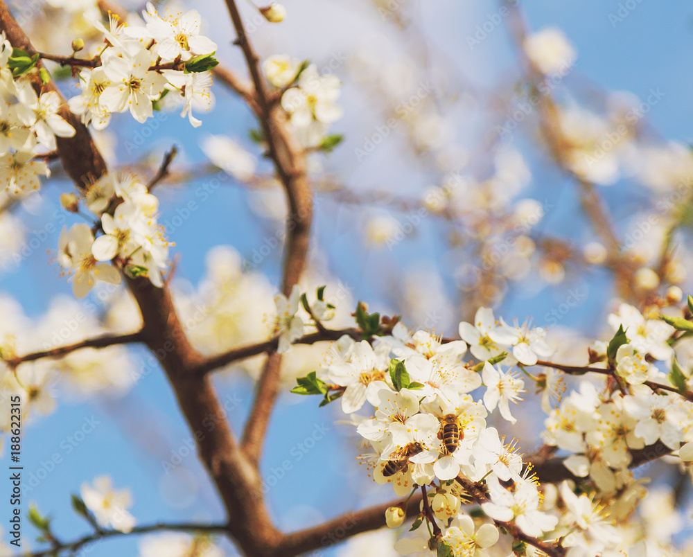 Honey bee flying on Cherry Blossom in spring with Soft focus, Sakura season Honey bee flying on Cherry Blossom in spring with Soft focus, Sakura season