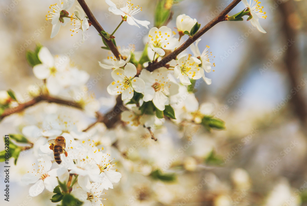 Honey bee flying on Cherry Blossom in spring with Soft focus, Sakura season- Spring abstract scenes. Honey bee flying on Cherry Blossom in spring with Soft focus, Sakura season- Spring abstract scenes.