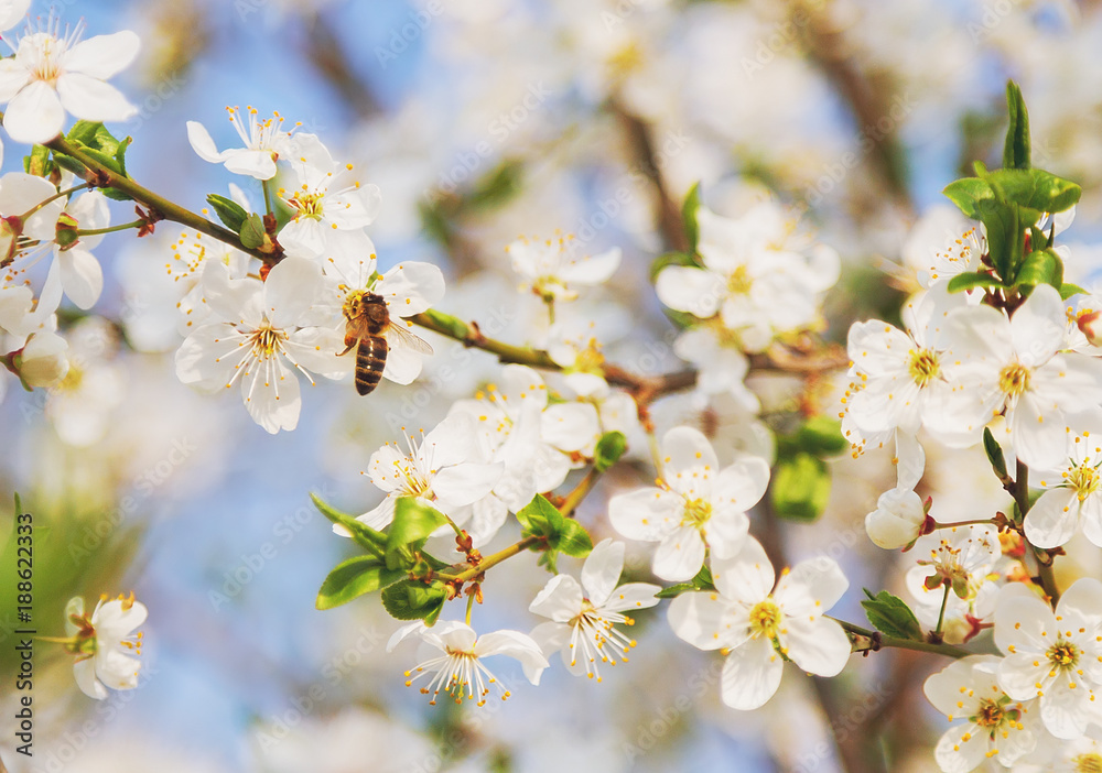 Obraz premium Honey bee on Cherry Blossom in spring with Soft focus, Sakura season- Spring abstract scenes.