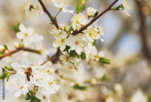 Honey bee flying on Cherry Blossom in spring with Soft focus, Sakura season- Spring abstract scenes.
