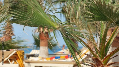 People rest on a sunny beach in Egypt under the leaves of palm trees swinging by the wind