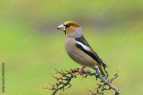 Coccothraustes coccothraustes hawfinch