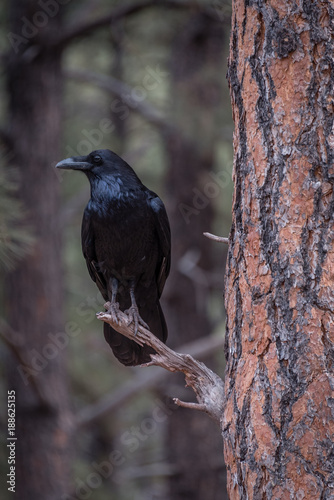 large black crow in tree photo