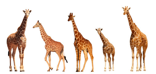 Reticulated Giraffe family, mothers and young, isolated on white background