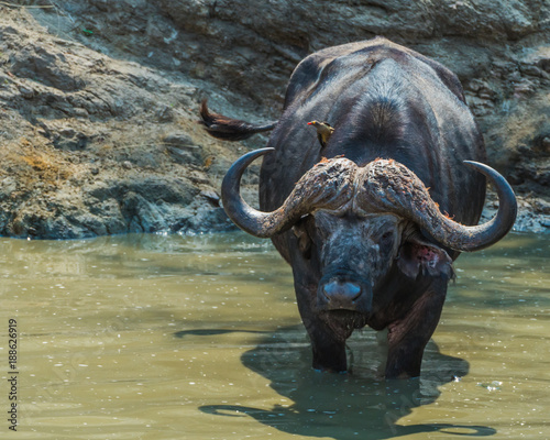 African buffalo in water hole