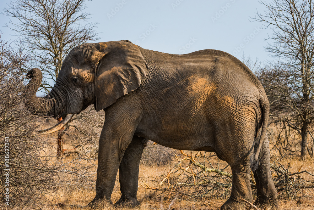 Fototapeta premium Elephant grazing in bush