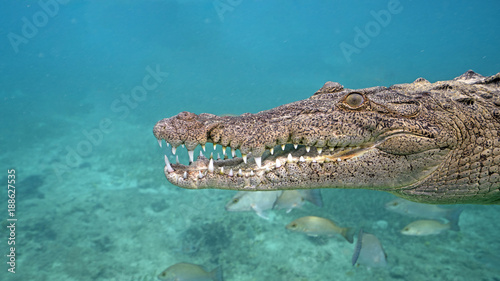 American Saltwater Crocodile in Queen's Gardens, Cuba © Janos