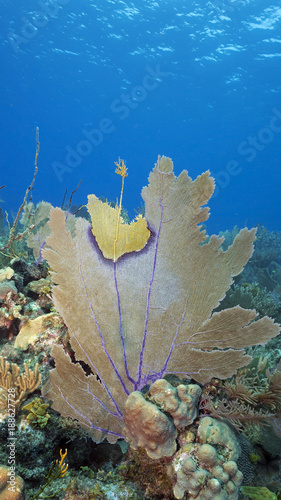 Healthy Coral Reefs of Queen's Gardens in Cuba