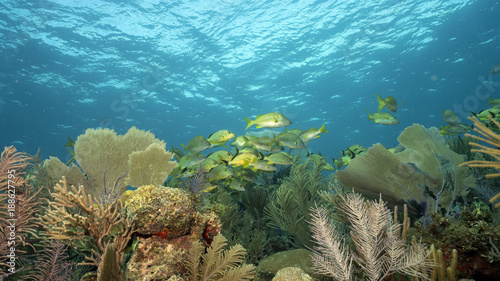 Canvas Print Healthy Coral Reefs of Queen's Gardens in Cuba