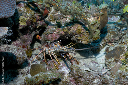 Large Lobster in his crevice in Queen's Gardens, Cuba