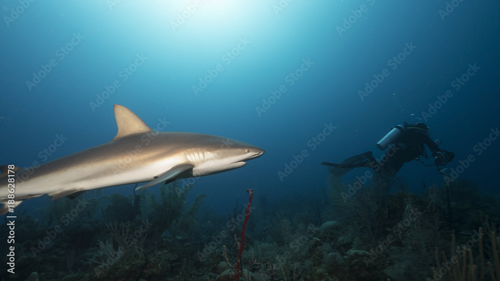 Fototapeta premium Silky Shark in Queen's Gardens, Cuba