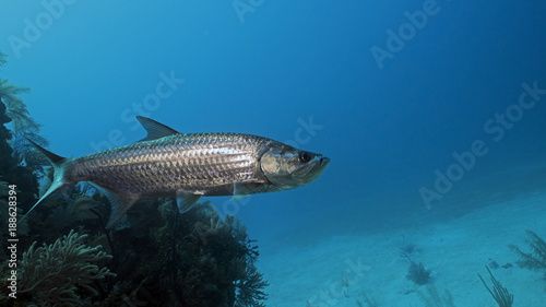 Photography Tarpon in Queen's Gardens, Cuba