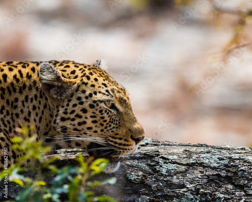 Portrait of Leopard  © Hans