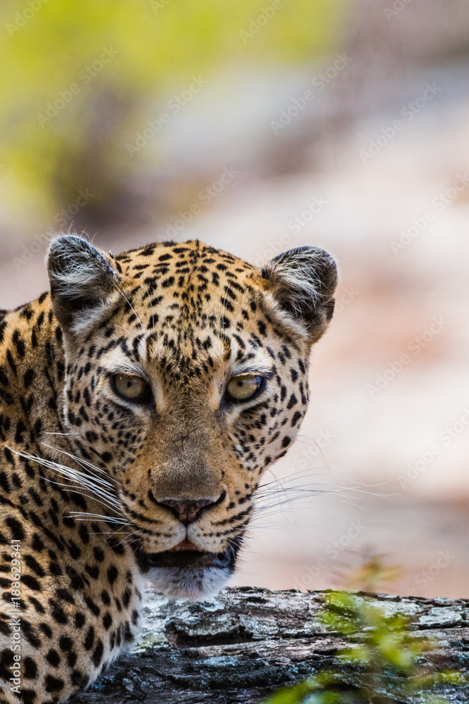 Naklejka premium Leopard lying on tree branch