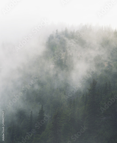 Foggy pine forest in the clouds