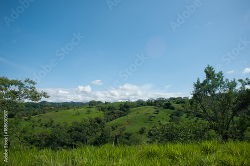 forest and sky photo