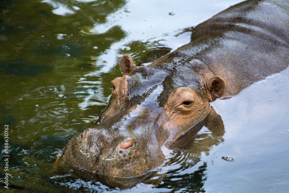 Fototapeta premium Hippopotamus, or hippo, mostly herbivorous mammal in water