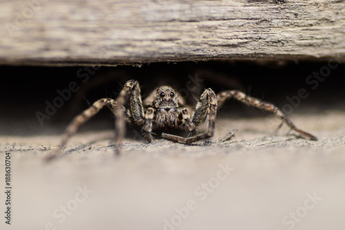 macro wood spider basking in the spring sun