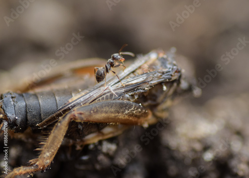 macro little ant on the defeated beetle © Максим Хасанов