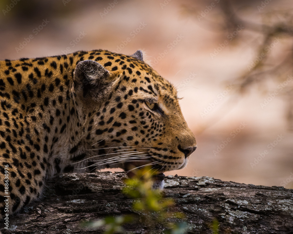 Obraz premium Leopard portrait