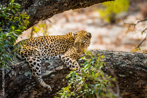 leopard lying on tree branch