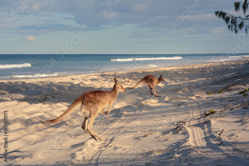 Canvas Print Kangaroos on the beach