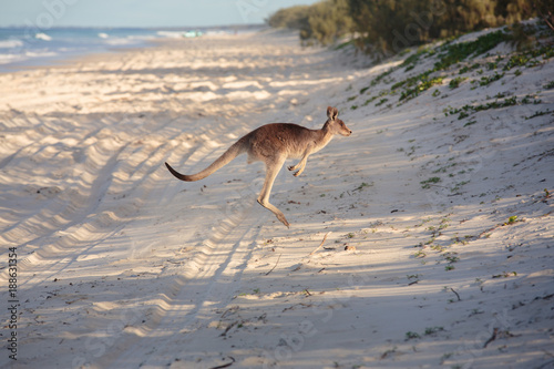 Kangaroo on the beach © p a w e l
