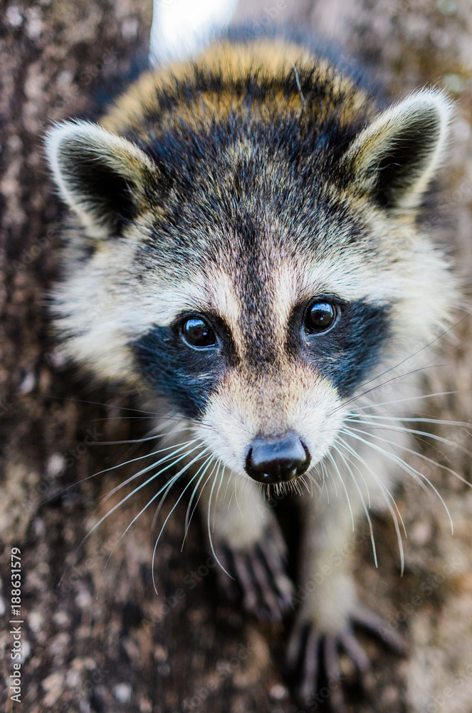 Racoon Close up
