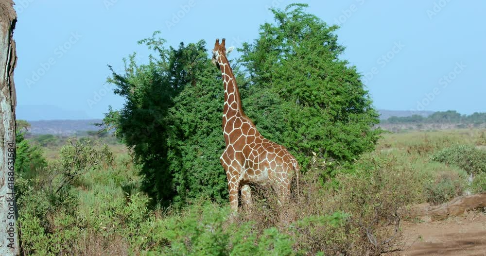 Reticulated Giraffe Grazing; Nanyuki And Samburu; Samburu, Kenya, Africa Reticulated Giraffe Grazing; Nanyuki And Samburu; Samburu, Kenya, Africa
