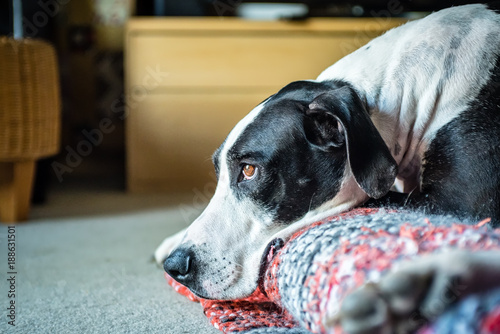 Close up of Great Dane resting at home.