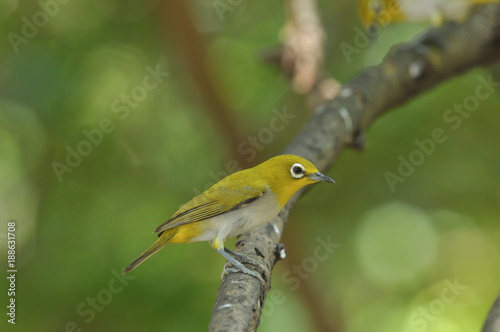 Oriental White-eye, Yellow lovely bird