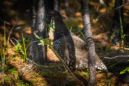 Spruce Grouse