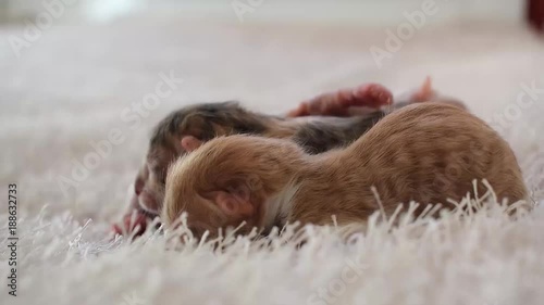 Four newborn cats on a fur white fabric blanket, white background, sleeping, moving and yawning and stretching