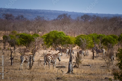 Zebra and Sprinkbok grazing in bush land