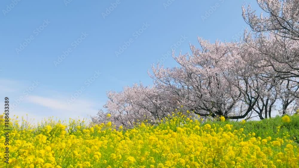 日本の春の風景 日本の春の風景